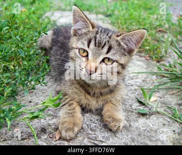 Porträt einer jungen grauen Katze mit gelben Augen. Die Katze liegt im Gras auf dem Boden. Stockfoto