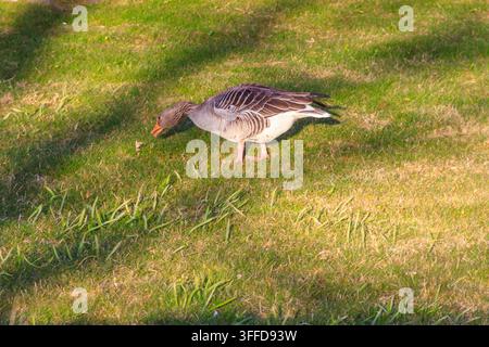 Graugans (Anser anser) auf dem grünen Gras Stockfoto