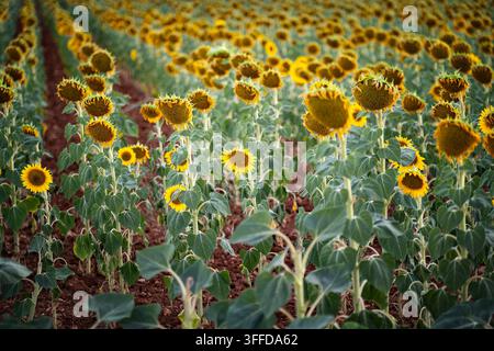 Horizontale Breitaufnahme von verstreuten strahlend blühenden gelben Sonnenblumen, die im Fokus gegen Reihen von hängenden und verwelkten Sonnenblumen in einer Agrarlandschaft hervorstechen Stockfoto