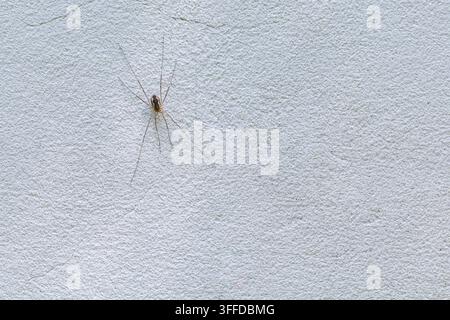 Langbeinige Spinne ruht an einer hell strukturierten Wand, von oben gegen einen schlichten Hintergrund betrachtet Stockfoto