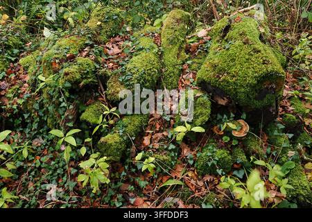 Mount Pleasant Lane, Kingcombe Meadows National Nature Reserve, Dorset, Großbritannien Stockfoto