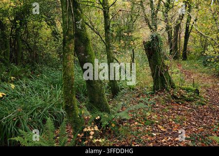 Mount Pleasant Lane, Kingcombe Meadows National Nature Reserve, Dorset, Großbritannien Stockfoto