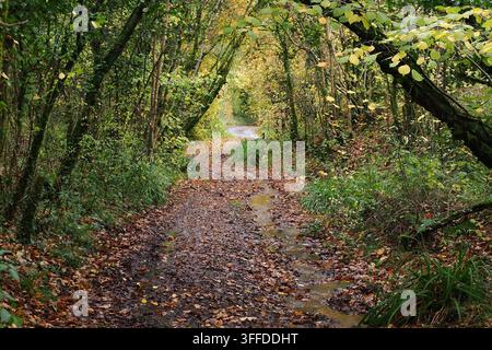 Mount Pleasant Lane, Kingcombe Meadows National Nature Reserve, Dorset, Großbritannien Stockfoto