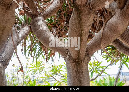Dicke, verzweigte Stämme der tropischen Schraubenpalme im Garten Stockfoto