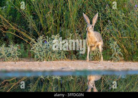 Kaphase, die zwischen Vegetation neben Wasser in der Negev-Wüste, Israel, im August fotografiert wurde. Stockfoto