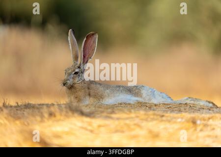 Kaphase, die auf sandigem Boden in der Negev-Wüste, Israel, im August fotografiert wurde. Stockfoto