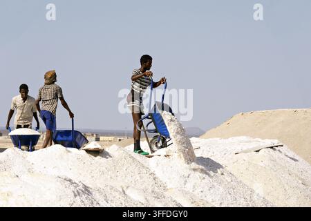 Arbeiter transportieren frisch geerntetes Salz mit der Schubkarre in der Danakil-Senke, Afar, Äthiopien. Stockfoto