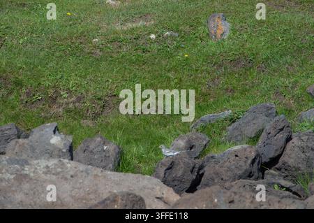 Orchon-Tal, Mongolei – 5. August 2026: Ein kleiner Wildvogel sitzt zwischen Vulkanfelsen auf der Hochlandsteppe. Stockfoto