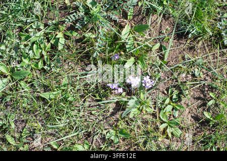 Orchon-Tal, Mongolei - 5. August 2026: Winzige lila Wildblumen blühen zwischen dem Gras der Hochlandsteppe. Stockfoto