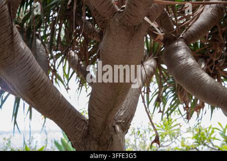 Dicke, verzweigte Stämme der tropischen Schraubenpalme im Garten Stockfoto