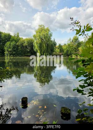 Bilderbuchruhiger Teich mit Trauerweiden, die sich im stillen Wasser unter wolkigem Himmel in einem friedlichen Sommerpark in Deutschland spiegeln Stockfoto