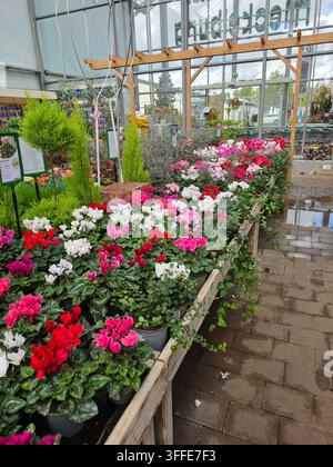 Bunte Cyclamenblüten in rot, weiß und rosa zur Schau gestellt in einer Gartenzentrum-Pflanzschule mit verschiedenen Pflanzen und Bäumen im Innenraum Stockfoto