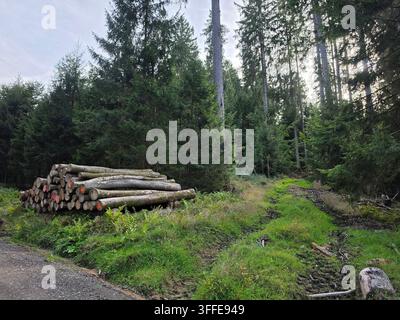 Gestapelte Holzhaufen von geerntetem Holz, aufgeschichtet in einer Wildnislandschaft mit Kiefernwald Stockfoto