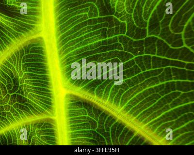 Makrofotografie, die die komplexen Adern und die lebendige grüne Textur eines Alocasienblatts in der Nahaufnahme hervorhebt. Stockfoto