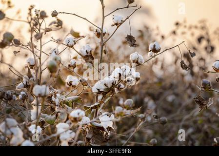 Blick auf flauschige weiße Baumwollblüten, bereit für die Ernte, auf den Feldern bei Sonnenuntergang in Multan, Punjab, Pakistan. Stockfoto