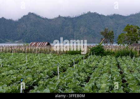 Ein kultiviertes Kohlfeld mit Bewässerungssprengern überblickt den Lake Batur und bewaldete vulkanische Hänge in Bali, Indonesien. Stockfoto