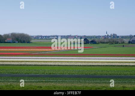Blumenfelder auf der Insel Texel in den Niederlanden. Stockfoto
