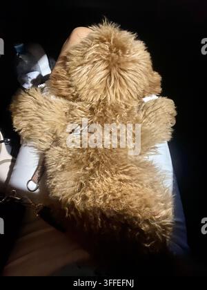 Kleiner lockiger Hund sitzt nachts im Auto und schaut weg. Stockfoto