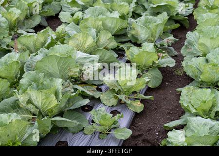 Reihen von reifenden Kohlpflanzen wachsen durch Plastikmulch auf bewirtschaftetem Ackerland in der Nähe des Lake Batur auf Bali, Indonesien. Stockfoto
