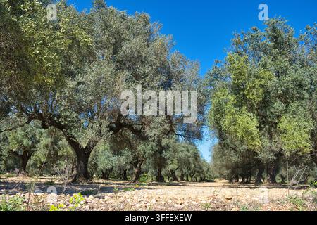 Niedrigwinklige Ansicht eines Olivenhains mit Reihen reifer Olivenbäume, die in felsigem Boden wachsen, vor einem klaren blauen Himmel. In Canet lo Roig, Castellón, Spanien Stockfoto