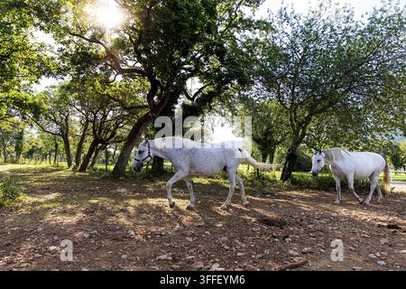 Schöne elegante weiße Lipizzaner-Pferde grasen friedlich zwischen alten Eichen auf den üppigen grünen Weiden der Lipica-Zuchtfarm, Slowenien. Stockfoto