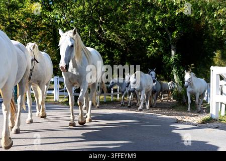 Eine majestätische Herde eleganter weißer Lipizzaner-Pferde überquert eine von Bäumen gesäumte Asphaltstraße auf ihrem Weg zu grünen Weiden in der malerischen Lipica. Stockfoto