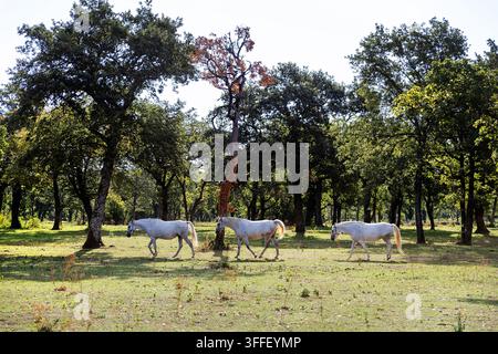Schöne elegante weiße Lipizzaner-Pferde grasen friedlich zwischen alten Eichen auf den üppigen grünen Weiden der Lipica-Zuchtfarm, Slowenien. Stockfoto