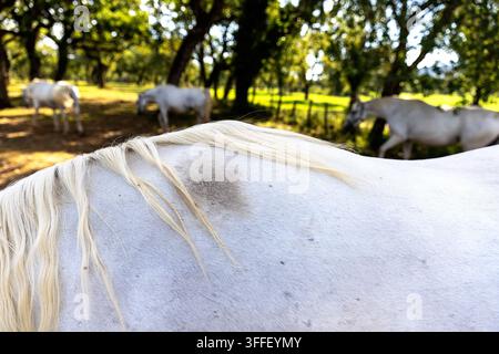 Eine detaillierte Nahaufnahme der Mähne eines weißen Lipizzaner-Pferdes mit einem unscharfen Hintergrund der Herde und alter Eichen auf den Weiden in Lipica. Stockfoto