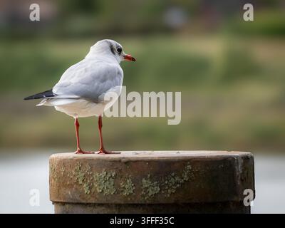 Schwarzkopfmöwe (Chroicocephalus ridibundus) im Wintergefieder, auf einem Pfosten sitzend, Halling, Kent, UK. Stockfoto