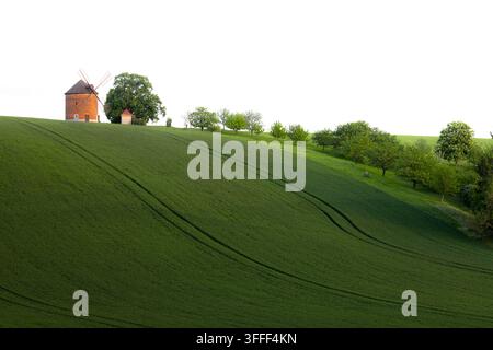 Blick auf die historische Windmühle auf einem üppigen grünen Hügel mit einer Baumreihe im Hintergrund in Chvalkovice, Südmährische Region, Tschechien. Stockfoto