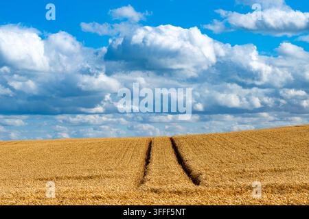 Goldenes Weizenfeld mit Traktorspuren unter dramatischen Kumuluswolken nahe Flamborough Head, East Yorkshire, England, im Sommer. Stockfoto