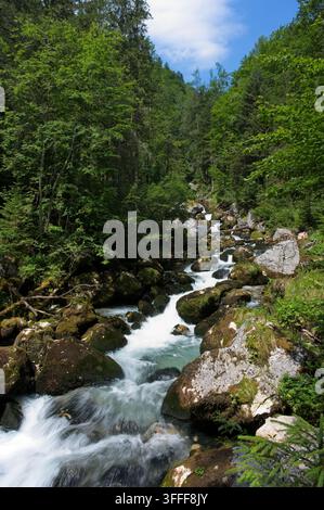 Schneller Gebirgsbach stürzt über moosige Felsen durch dichten grünen Alpenwald in der Waldbachstrub-Schlucht in Oberösterreich. Stockfoto
