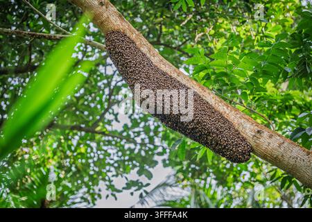 Großes wildes Honigwaben der Riesen-Honigbiene (Apis dorsata), die an einem dicken Ast in einem Wald hängt Stockfoto