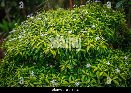 BeschreibungBuschiger Krepp-Jasmin (Tabernaemontana divaricata) Strauch mit zarten weißen Blüten zwischen leuchtend grünen Blättern. Stockfoto