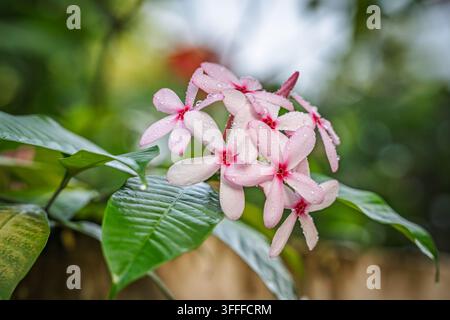 Cluster zarter rosa Ixora-Blüten (Ixora finlaysoniana), die mit winzigen Wassertropfen bedeckt sind, vor einem unscharfen Hintergrund. Stockfoto