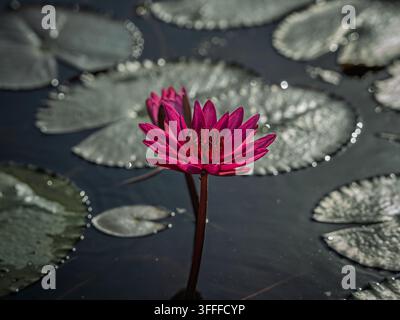 Lebendige rosa Rote Seerose (Nymphaea pubescens) blüht über schwimmenden Blättern in einem ruhigen Teich in Kerala. Stockfoto