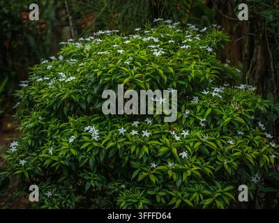 BeschreibungBuschiger Krepp-Jasmin (Tabernaemontana divaricata) Strauch mit zarten weißen Blüten zwischen leuchtend grünen Blättern. Stockfoto