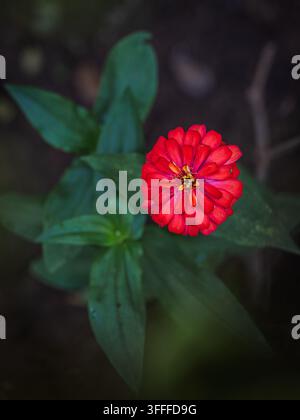 Lebendige rote Doppelblüte einer Gewöhnlichen Zinnie (Zinnia elegans) in Kerala wachsend. Stockfoto