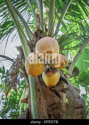 Bündel junger Kokosnüsse, die an einer Kokospalme (Cocos nucifera) in Kerala wachsen. Stockfoto