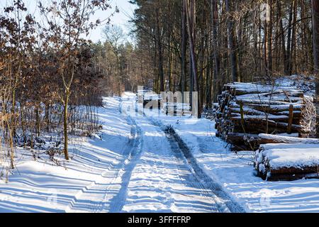 Winter im Wald. Abgeschnittene Baumstämme unter Schnee. Ein schmaler Weg verläuft zwischen gestapeltem Holz. Hohe Bäume stehen um den Pfad herum. Sonnenlicht wirft lange Schatten. Stockfoto