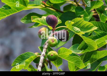 Reife und unreife Feigen, die zwischen grünen Blättern wachsen Stockfoto