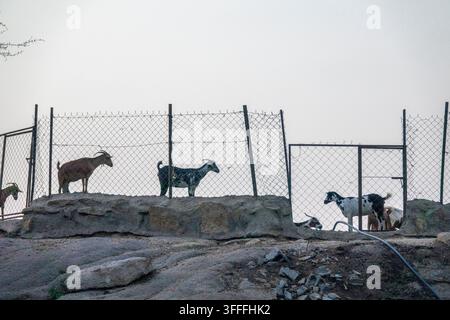 Ziegen stehen hinter einem Zaun auf einem felsigen Hügel, Provinz Jizan, Alaydabi, Saudi-Arabien Stockfoto