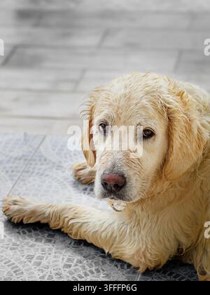 Ein nasser Golden-Retriever-Hund liegt auf der Seite auf einem regennassen Steinfliesenboden während des Tages. Das Fell des Hundes ist feucht und verfilzt vom recenten Regen Stockfoto