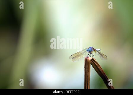 Ein scharfer Makrofoto eines männlichen Blauen Pfeilfliegers (Pachydiplax longipennis), der auf einem verwitterten braunen Pflanzenstängel ruht. Stockfoto