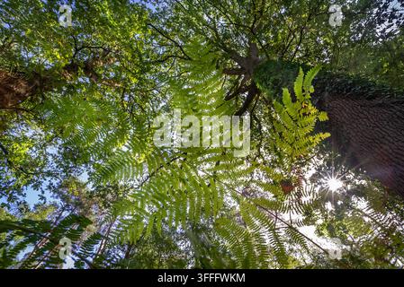 Wurmauge-Blick über gewöhnliche Schütte / Weidebrache / Adlertarn (Pteridium aquilinum) in Wald mit Buchen im Spätsommer Stockfoto