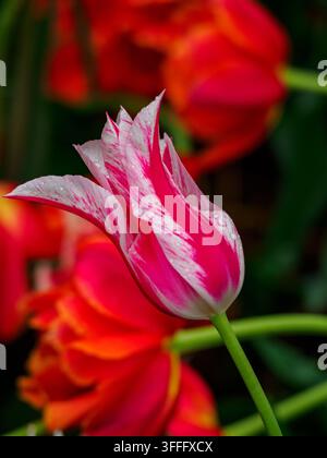 Elegante Tulpen-Nahaufnahme  Eine Nahaufnahme zeigt eine lebendige rote Tulpe mit weißen und rosa Streifen, verziert mit glitzernden Wassertropfen. Die d Stockfoto