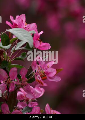 Frühlingsapfelblüten – Eine zarte Blüte. Nahaufnahme von lebendigen rosa Apfelblüten in voller Blüte, die die zarten Blütenblätter und das Laub hervorheben Stockfoto