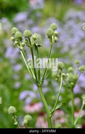 Stachelige Knospen von Rattlesnake-Master, Eryngium yuccifolium im UK-Garten Stockfoto