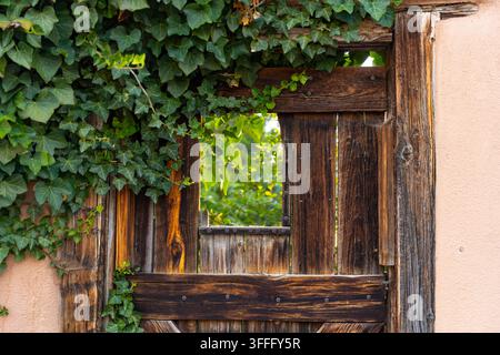 Gartentor mit Fenster, umrahmt von Ranken Stockfoto