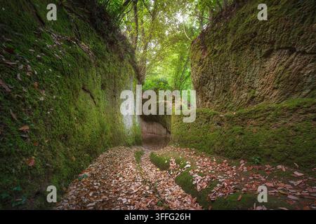 Blick in die Via Cava di San Rocco, eine alte etruskische Senkstraße nahe Sorano in der Toskana. Hohe Tuffwände, bedeckt mit Moos, mit gefallenen Blättern Stockfoto
